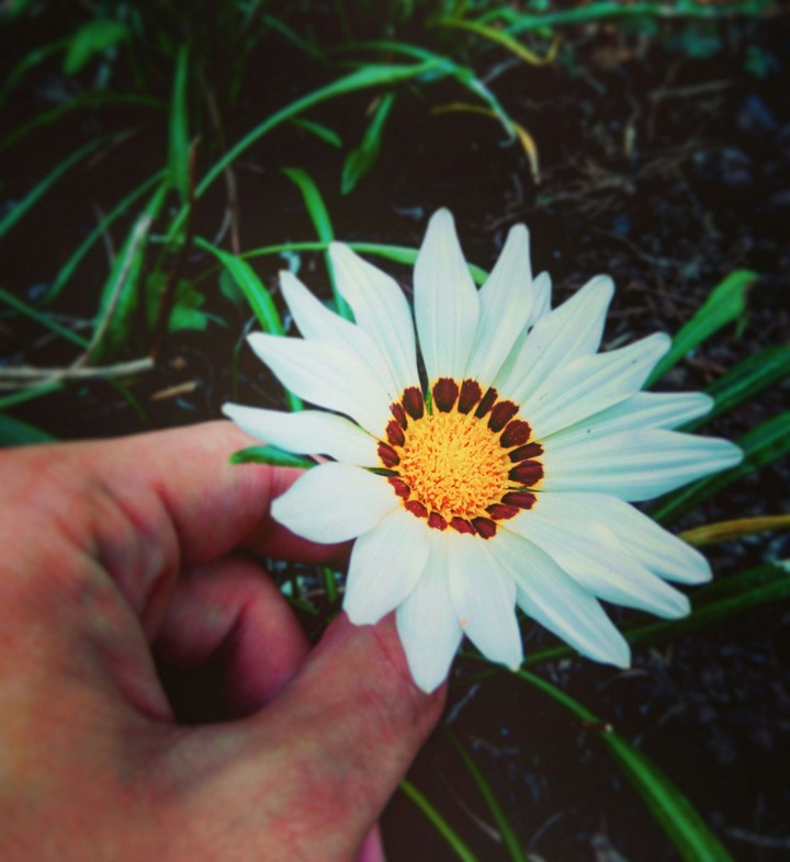 #flower #natural #photographer #green #white #yellow