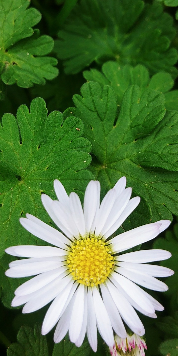 One of the most important flowers...