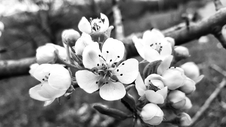 fiori