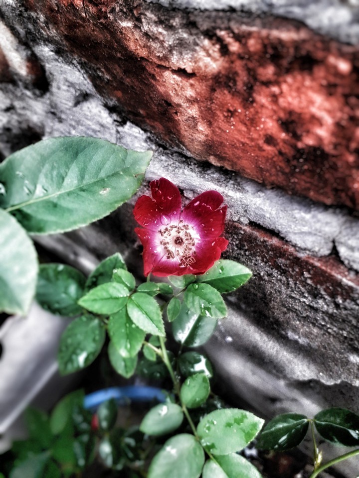 A Fresh little rose.
