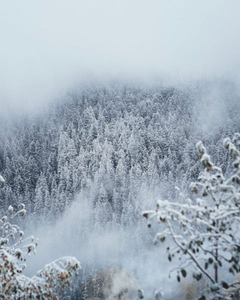 ταπετσαρίες Wilderness, winter