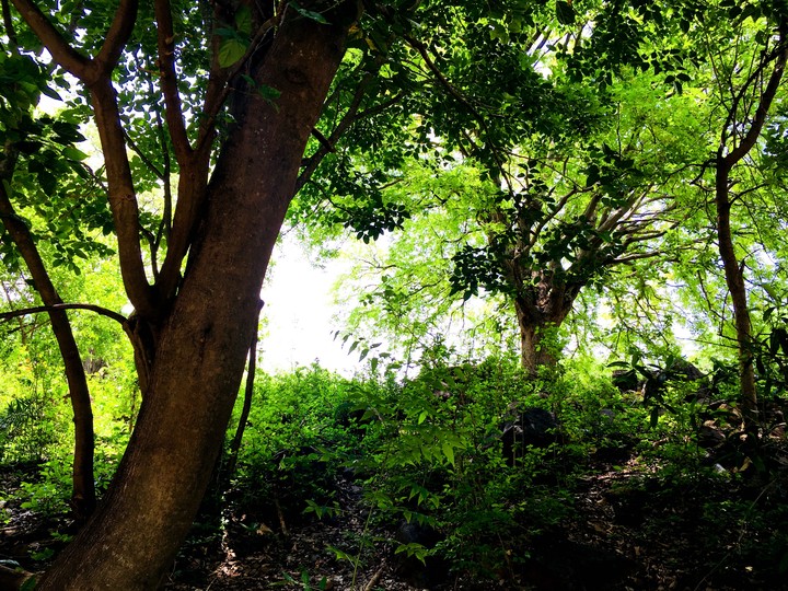 Forest View