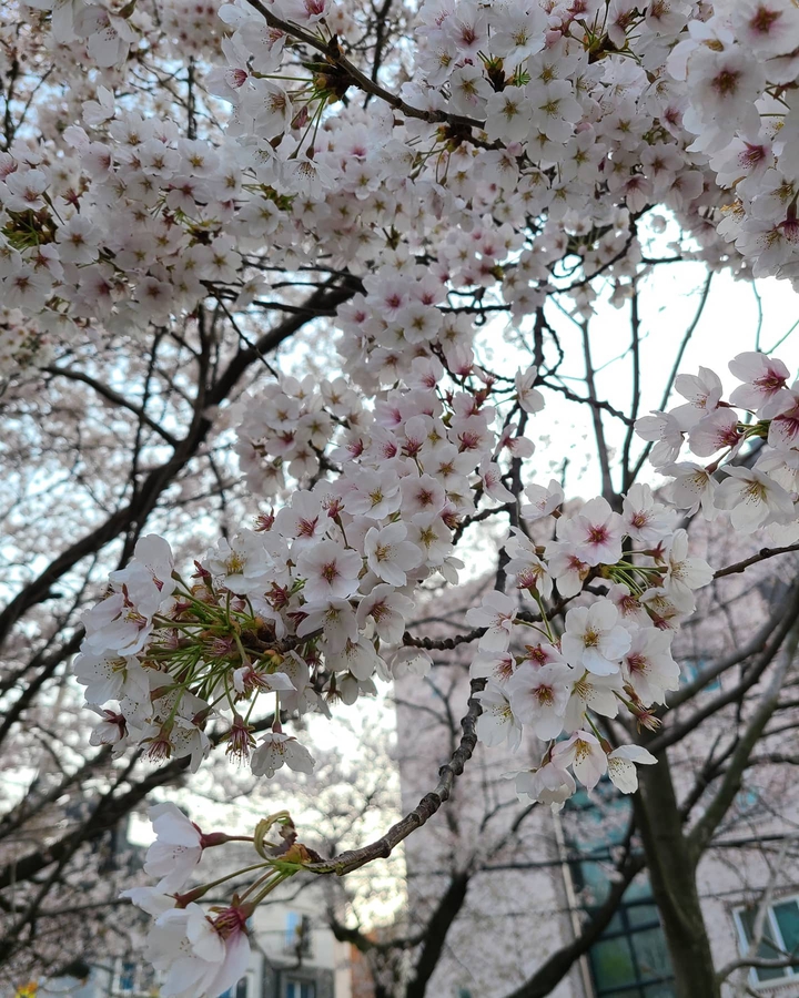 벚꽃 cherry blossom