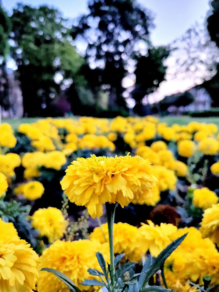 Pristine Goldenness