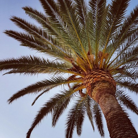 palm tree