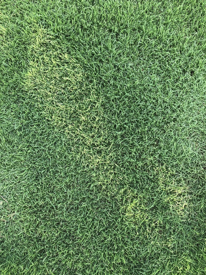 Grass