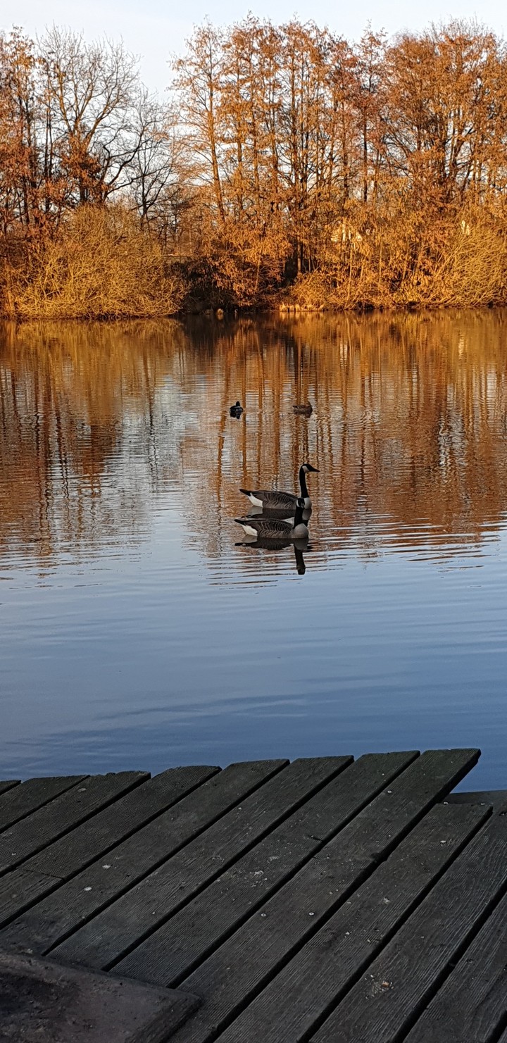 Gänseteich