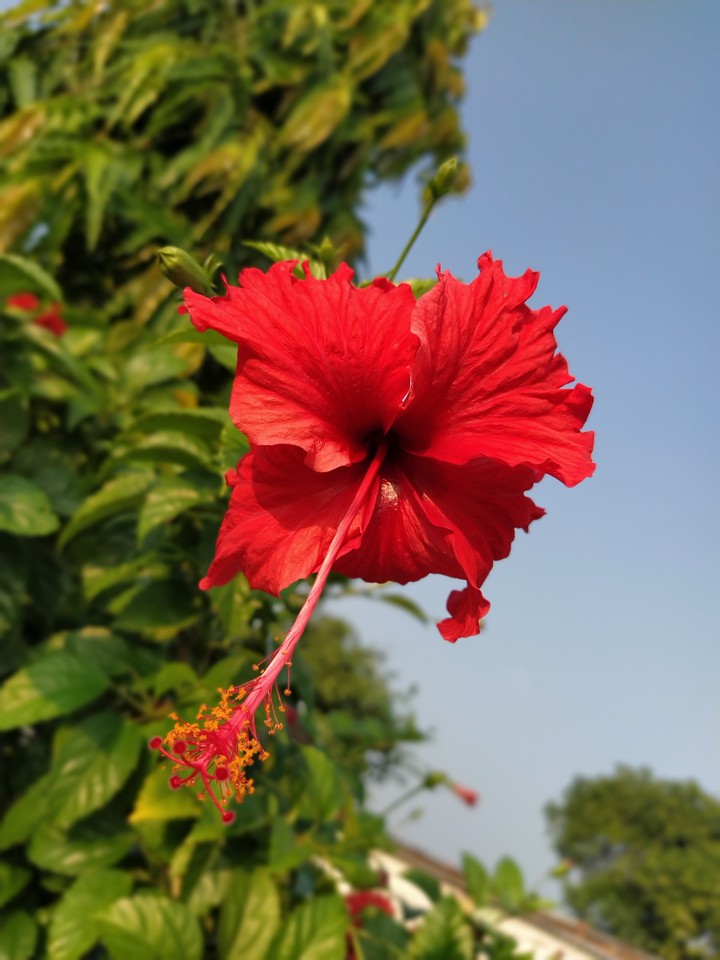 Hibisus