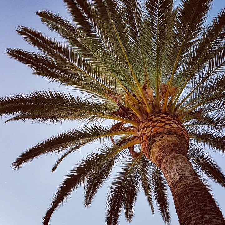 palm tree