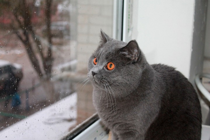 котэ