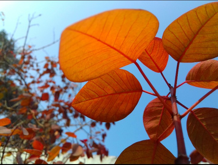 leaves