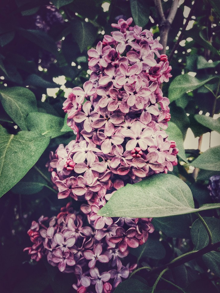 pink.flora.