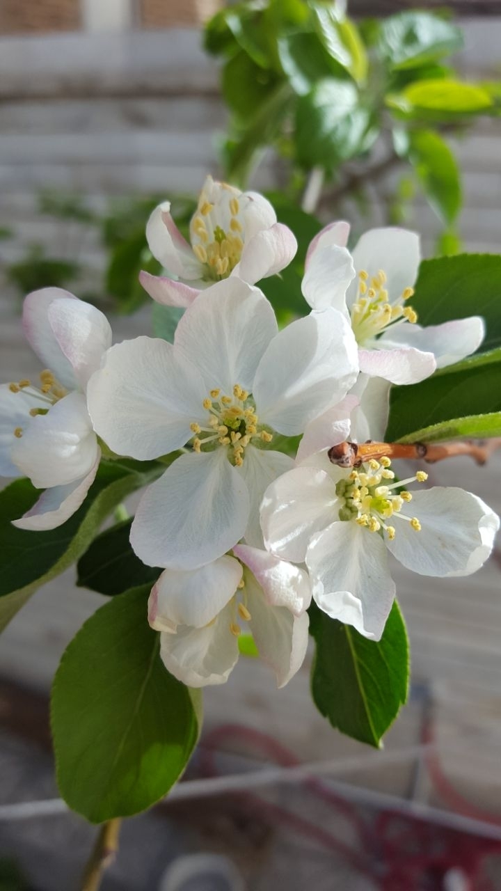 Apple flowers
