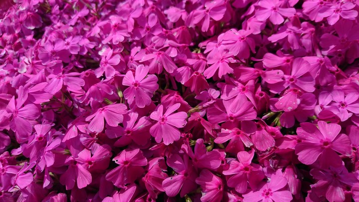 芝桜