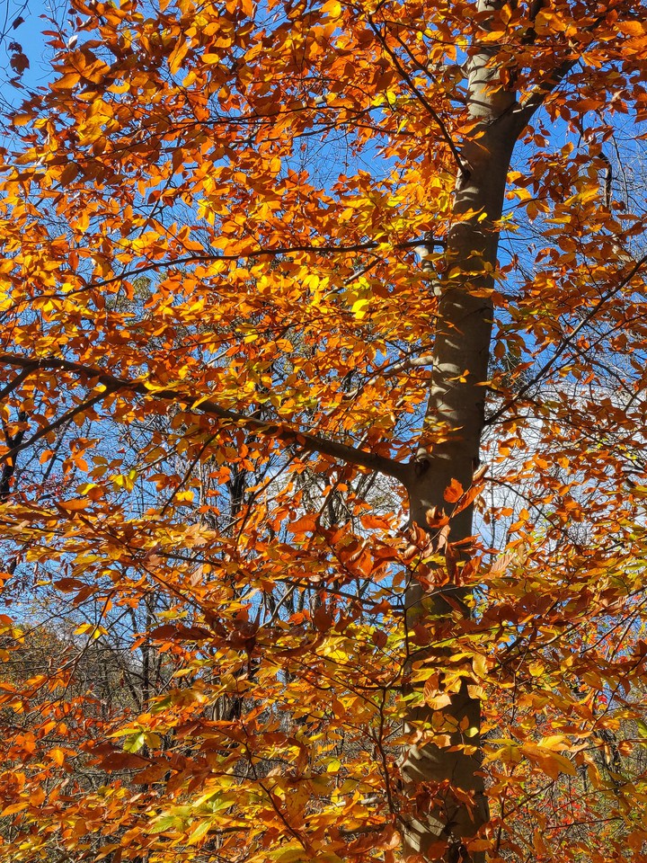 Orange is the new Green