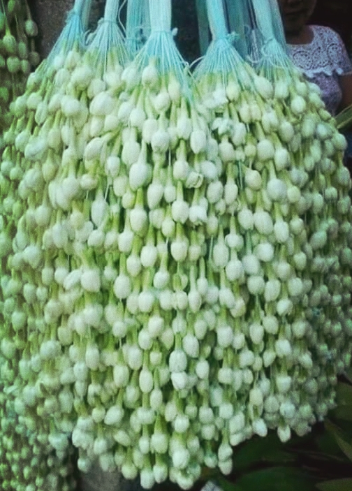 Lily