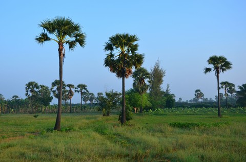 Palm Tree