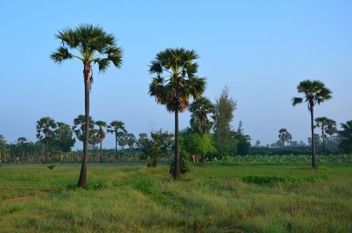 Palm Tree