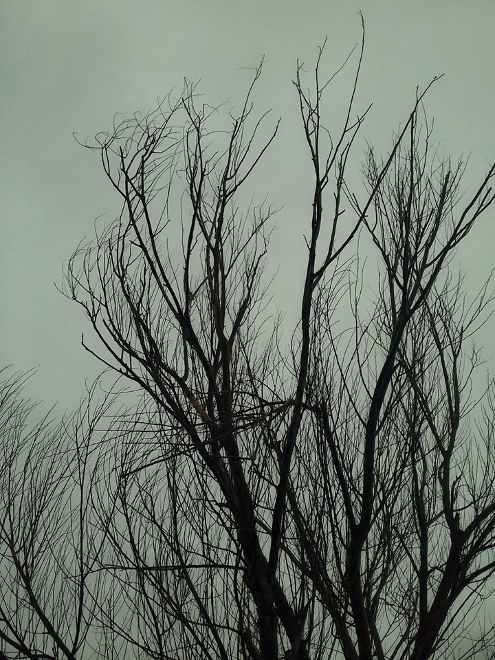 tree