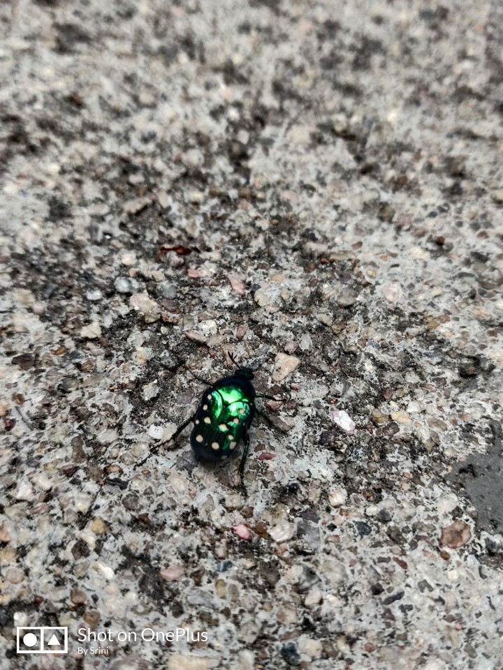 Bug