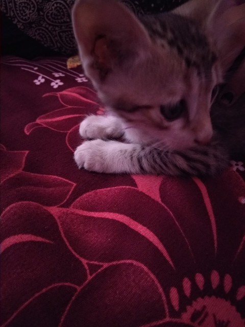 gidget