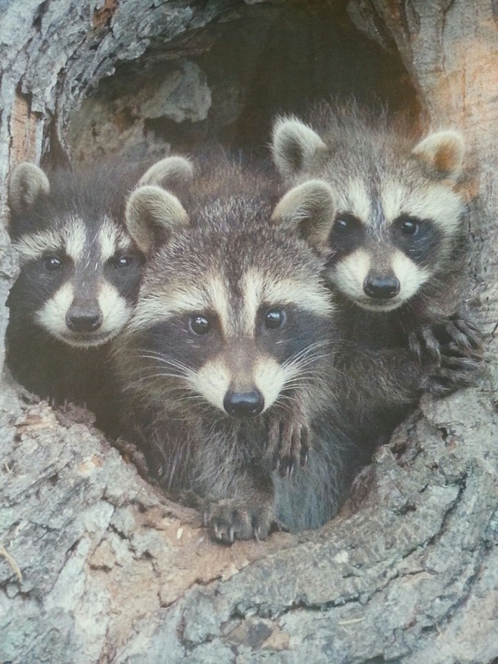 Raccoons