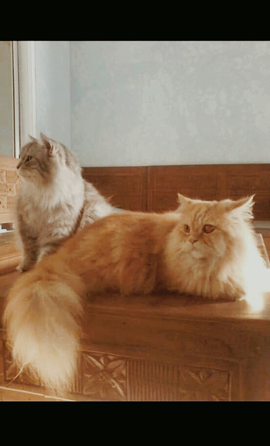 leo,teby