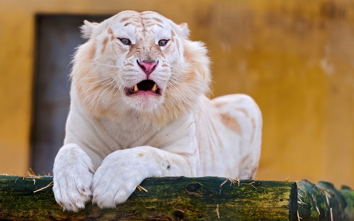 Snow White Tiger 4khd