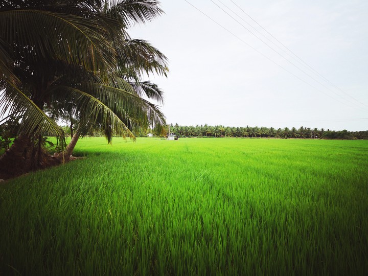 nature