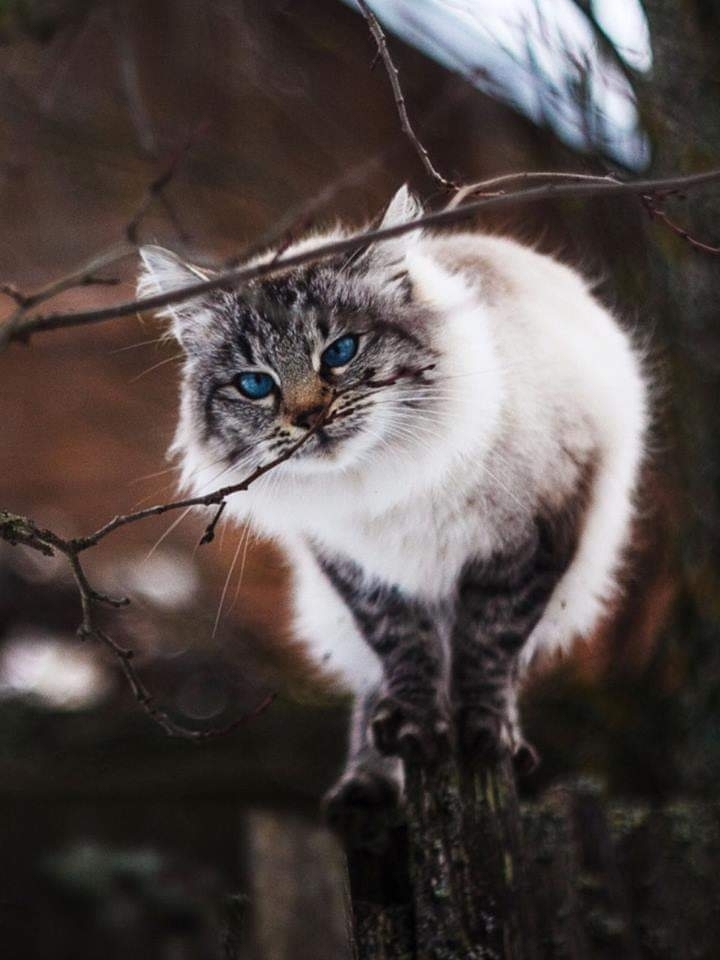 cat