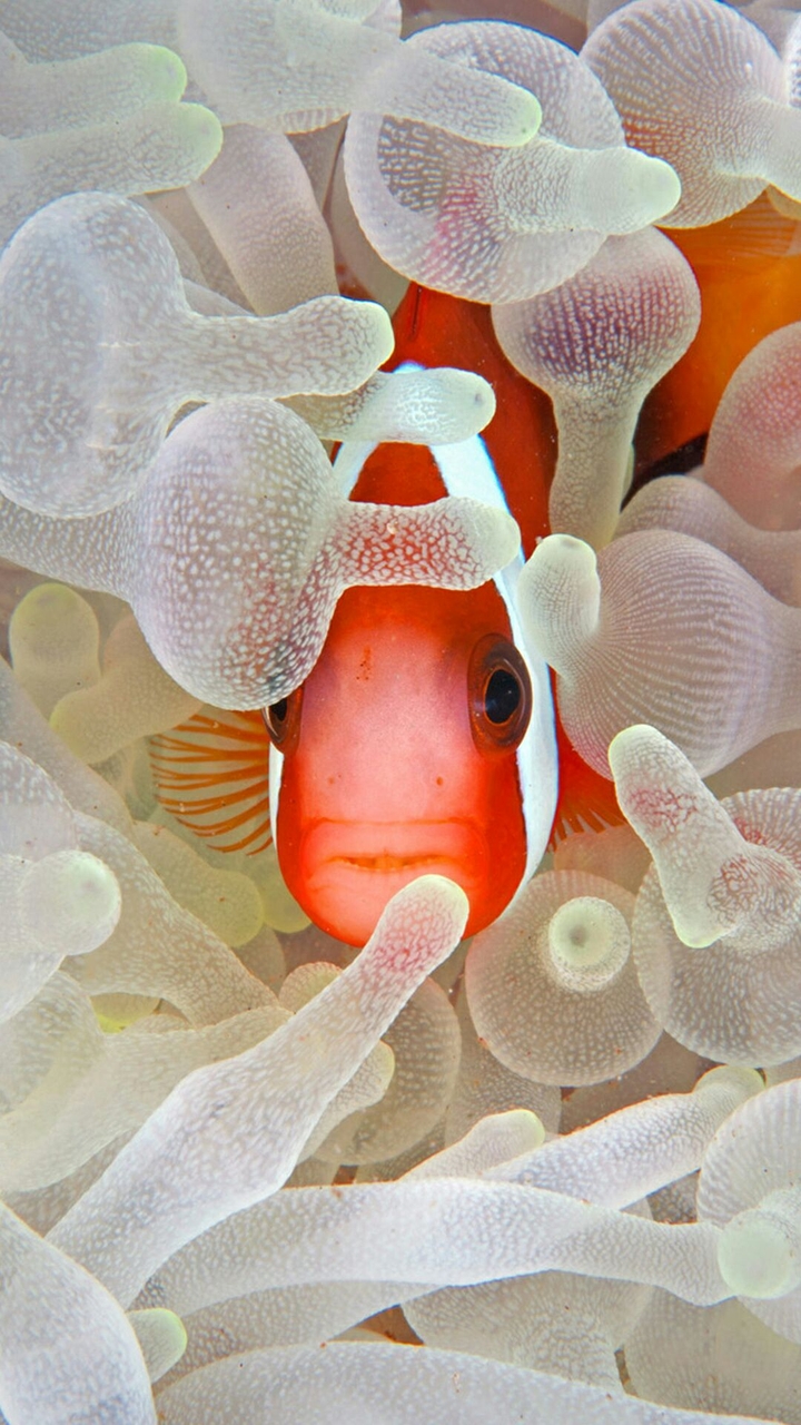 nemo