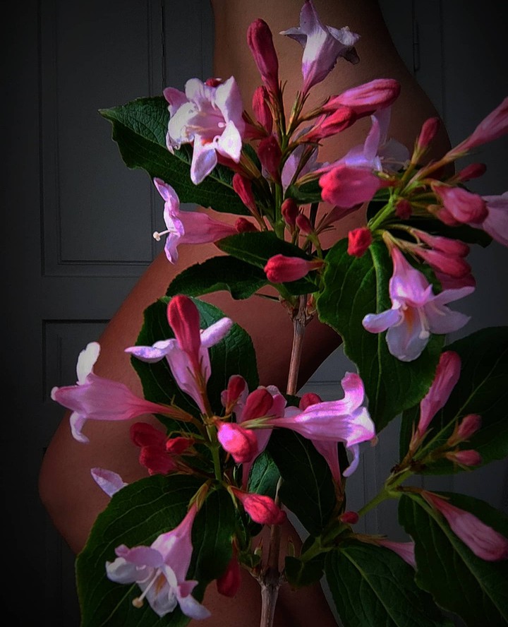 weigela