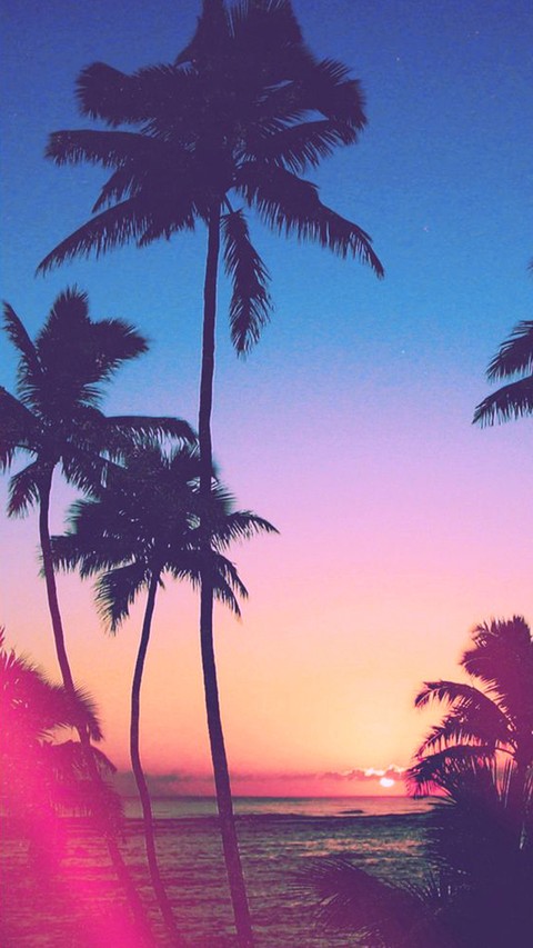 Palm Tree