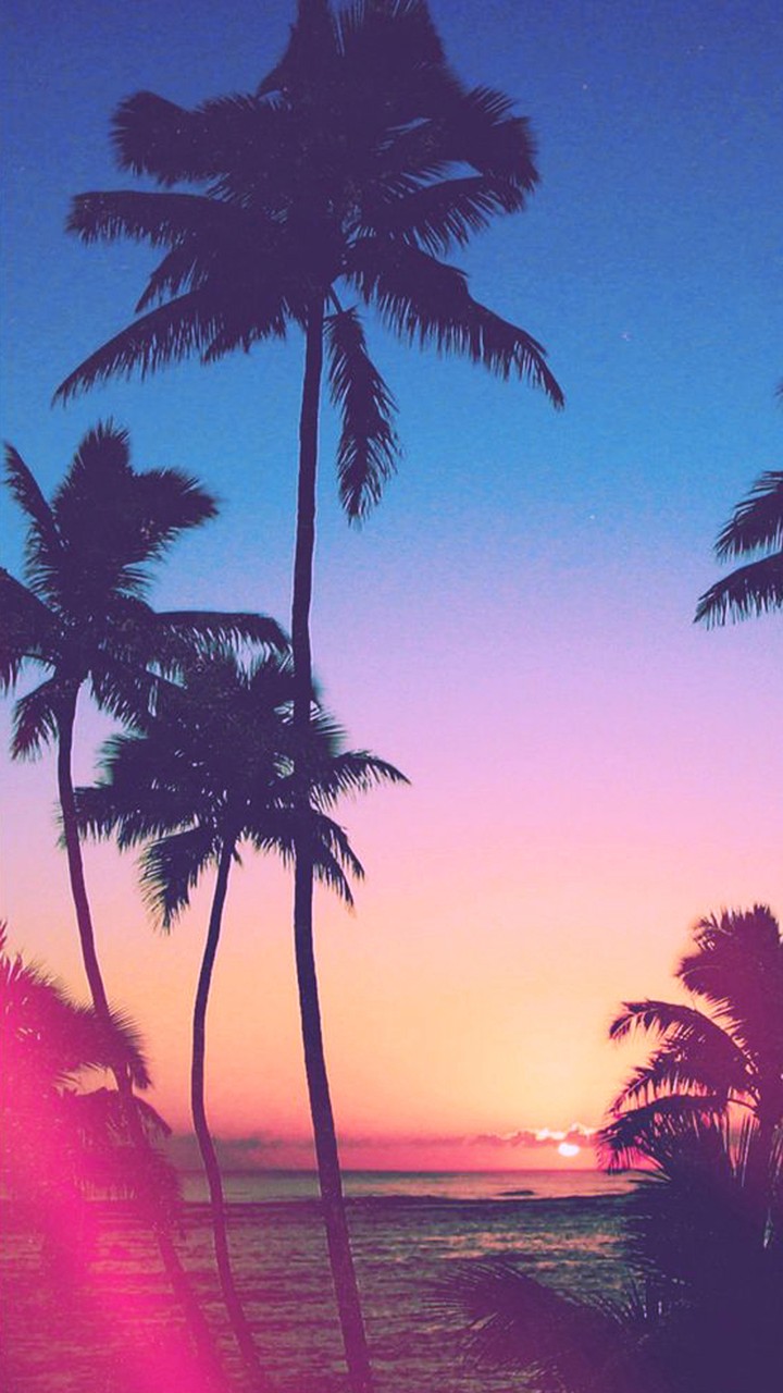 Palm Tree