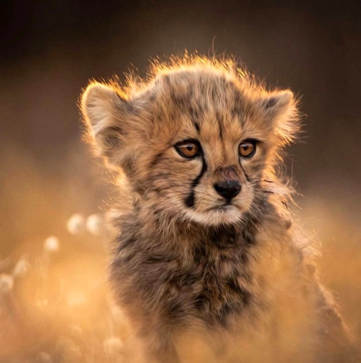 cheetah cubs