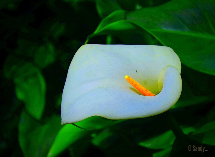 Wild Lilly