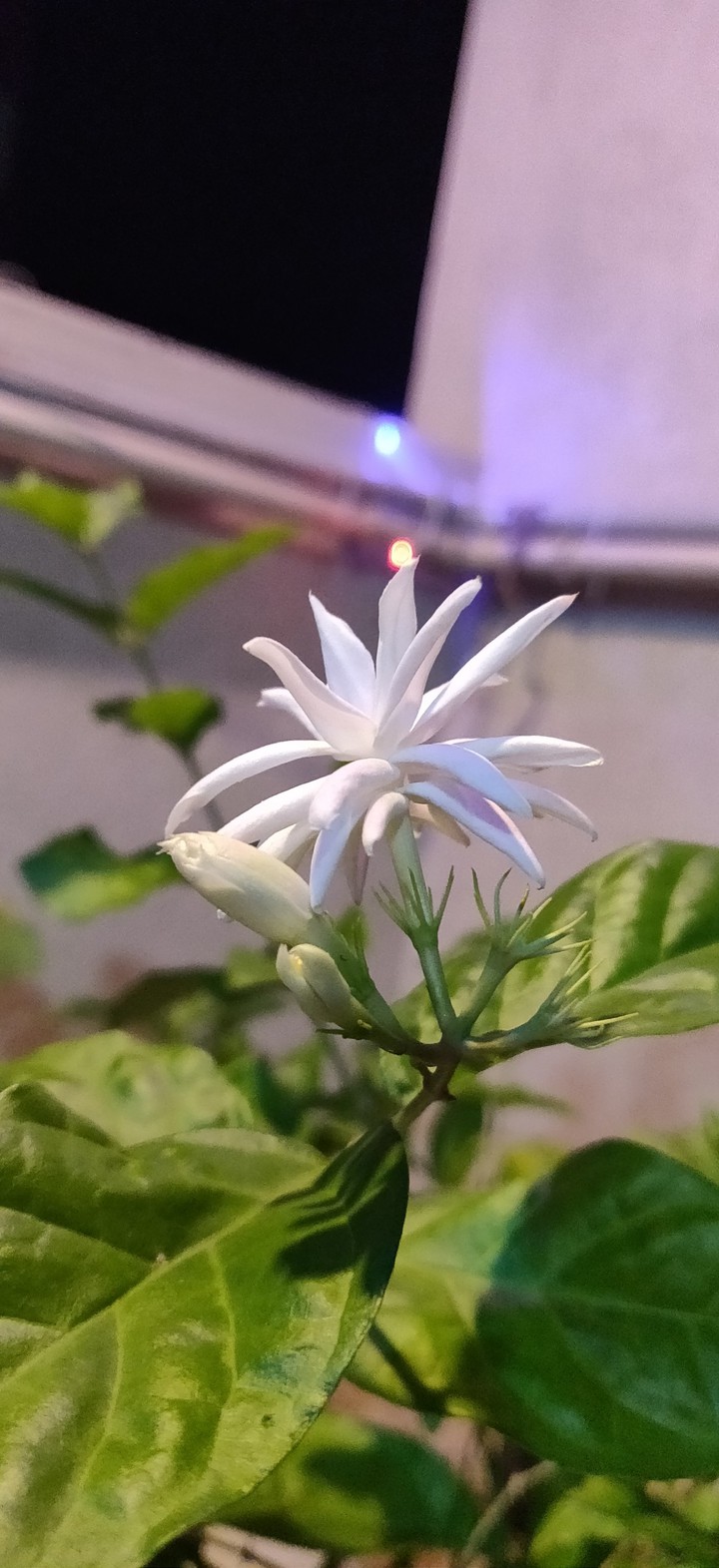 Jasmine