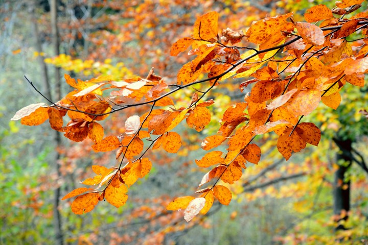 Autumn