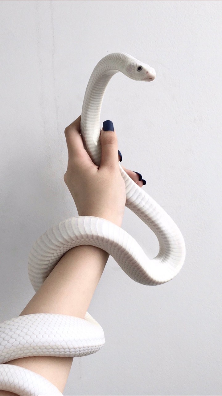 snake