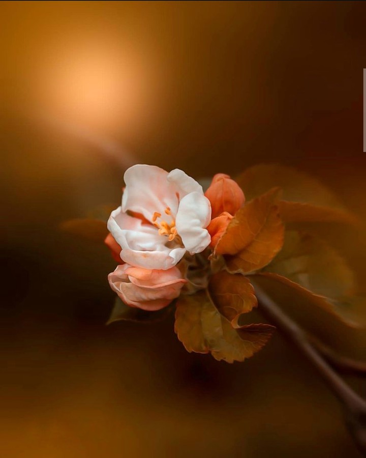 Blossom