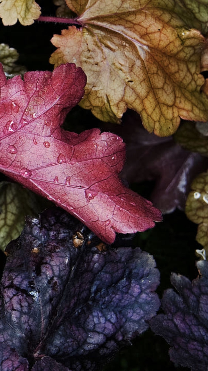 leafs