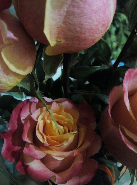 Roses