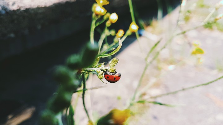 ladybugs on tour