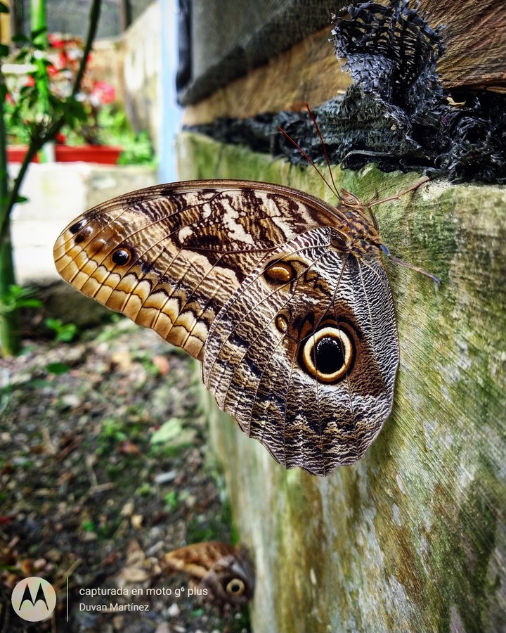Mariposa