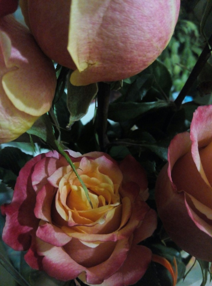 Roses