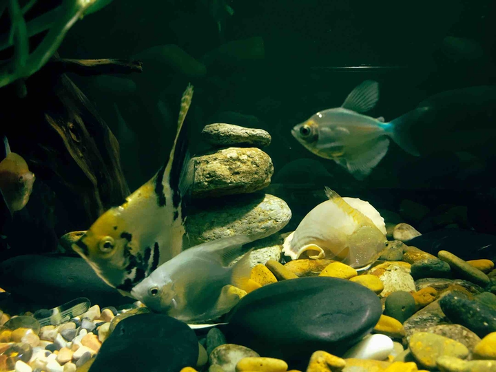 Fish