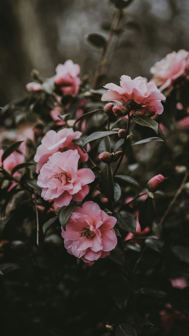 Camellia