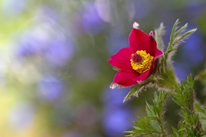 roja