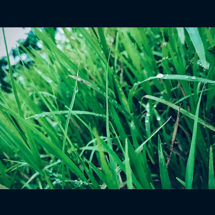 Tall Grass on rainy day