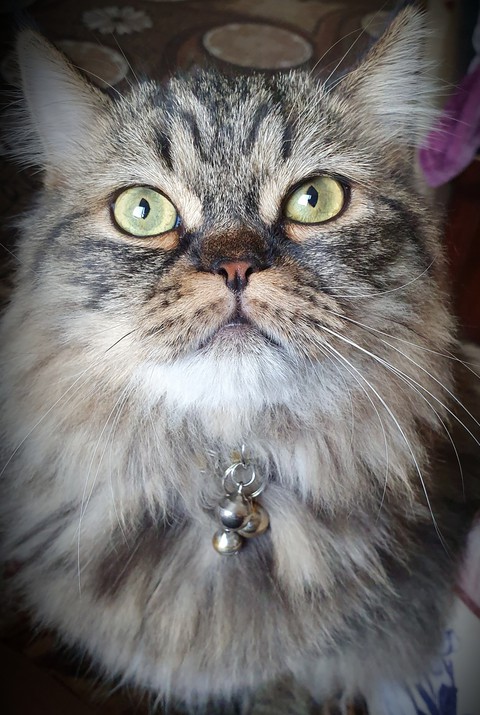 Leo